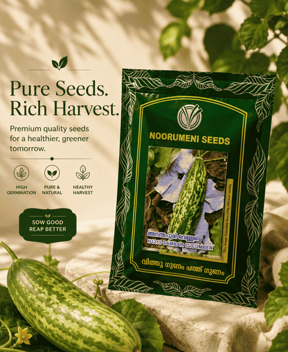 Sambar Cucumber Seeds | High Yield Vellarikka Seeds for Home Garden & Farming