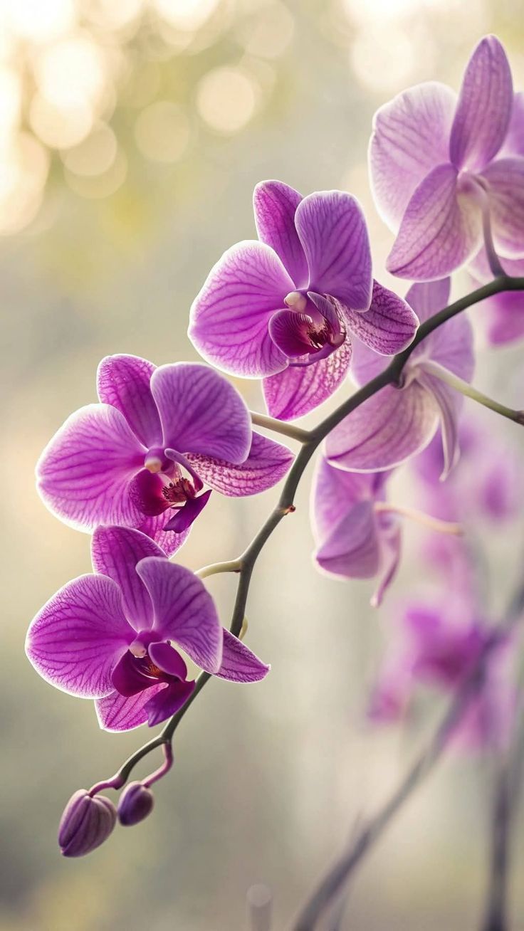 orchids-3