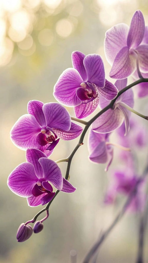 orchids-3
