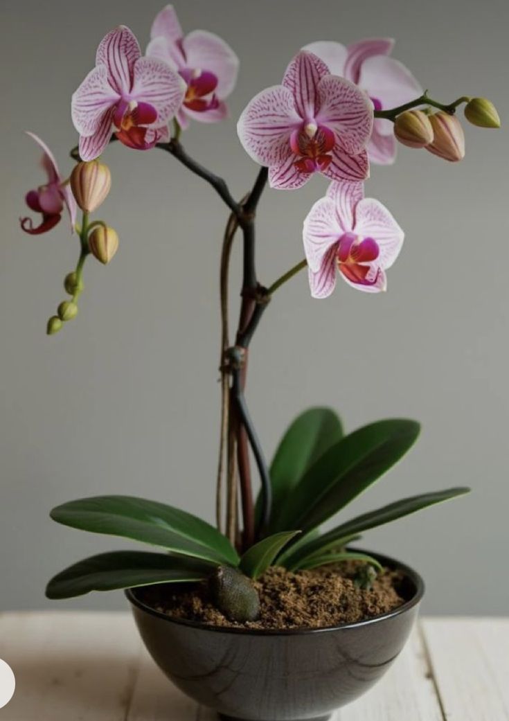 orchids-2