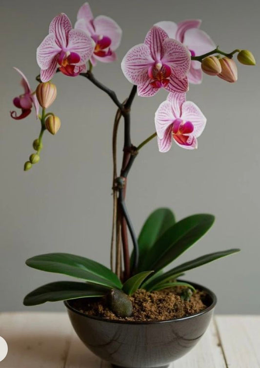 orchids-2