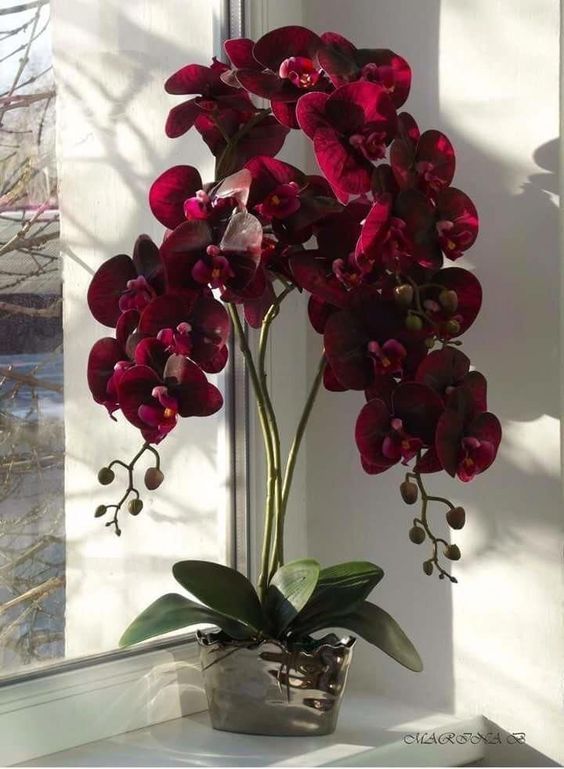 orchids-1