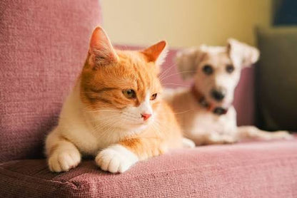 Pets Dummy 2