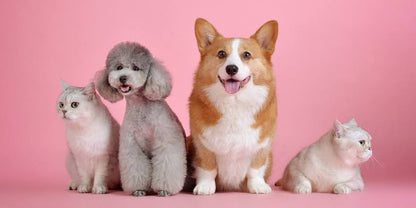 Pets Dummy 2
