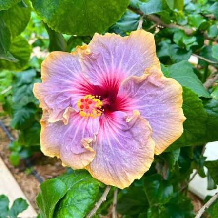 Flower combo 1