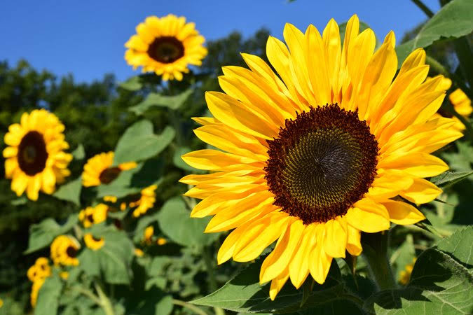 Flower combo 1