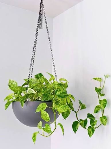 hanging plants dummy 3