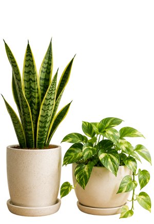 Pots & Planters