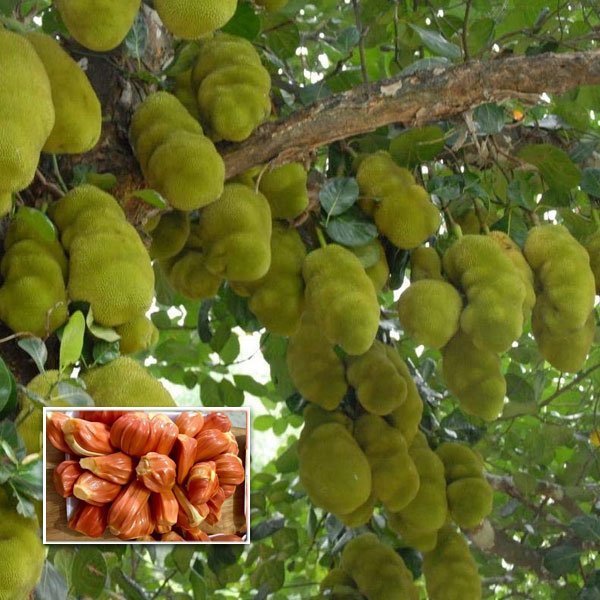 Sindhoora Varikka Jackfruit Grafted Fruit Plant