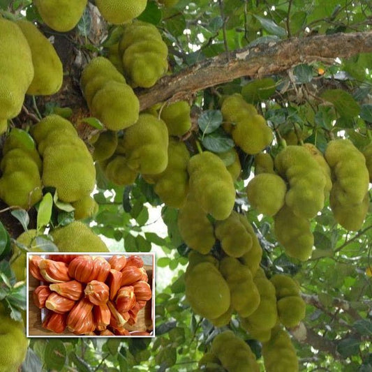 Sindhoora Varikka Jackfruit Grafted Fruit Plant